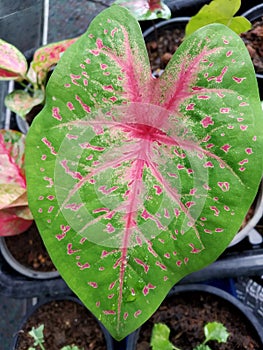 CaladiumÃ¢â¬â¹ bicolorÃ¢â¬â¹ PlantsÃ¢â¬â¹